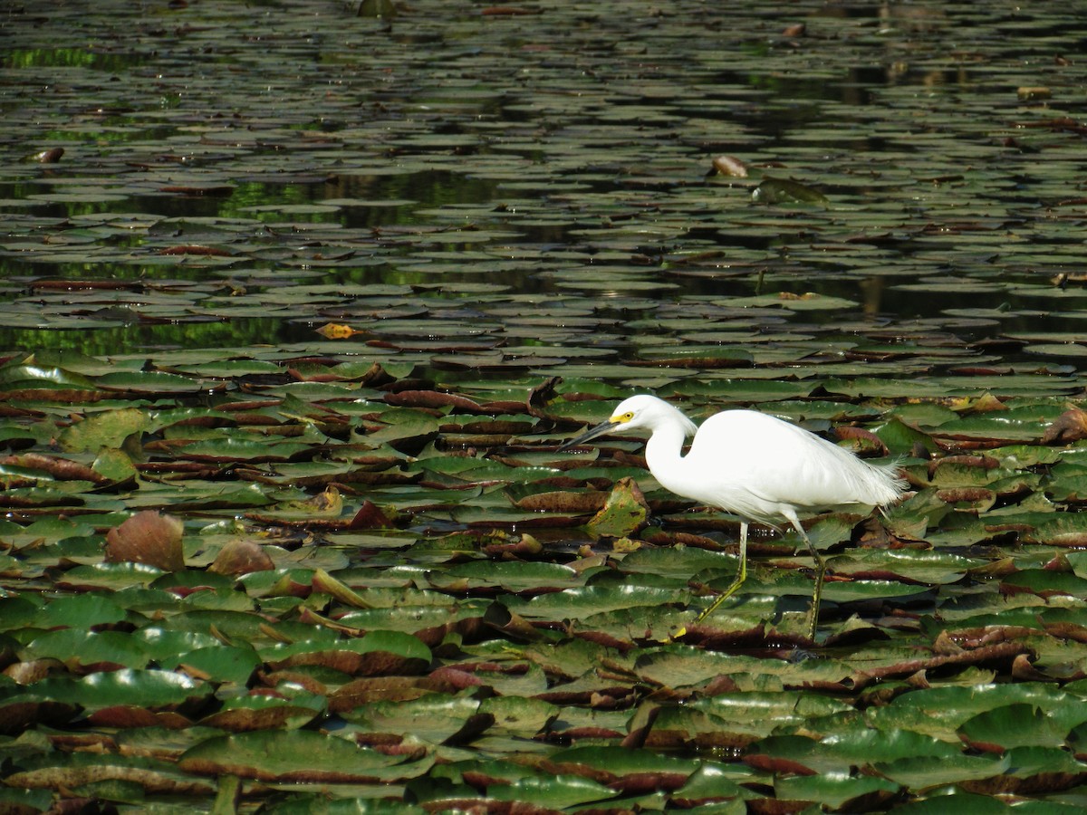 Snowy Egret - ML205784121