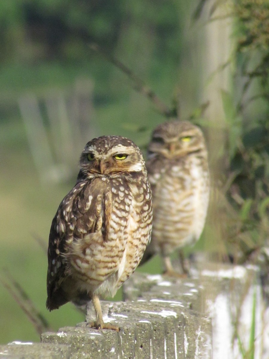 Burrowing Owl - Flávio Sousa