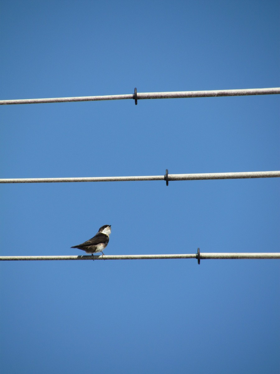 Golondrina Barranquera - ML205784151