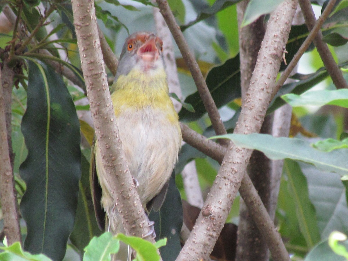 Rufous-browed Peppershrike - ML205784161