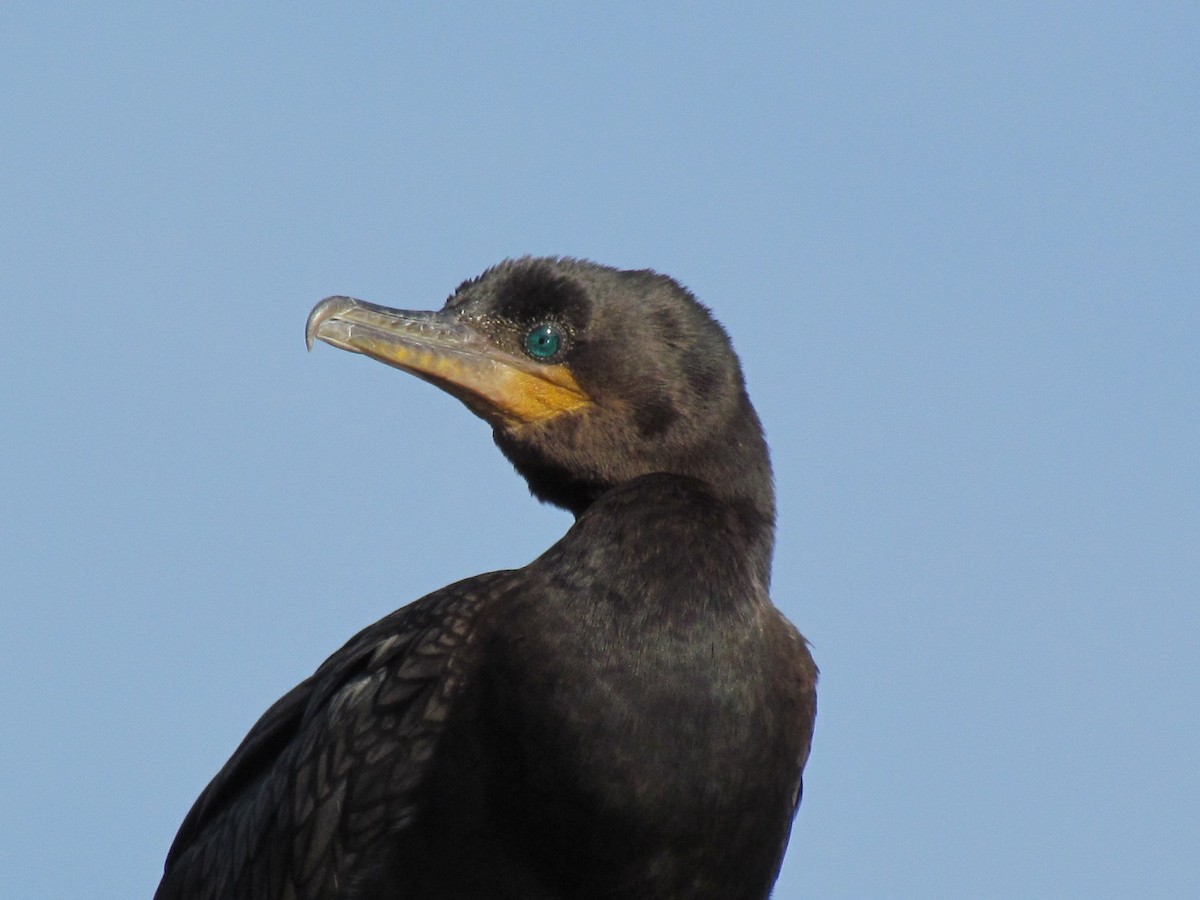 Neotropic Cormorant - ML205784171