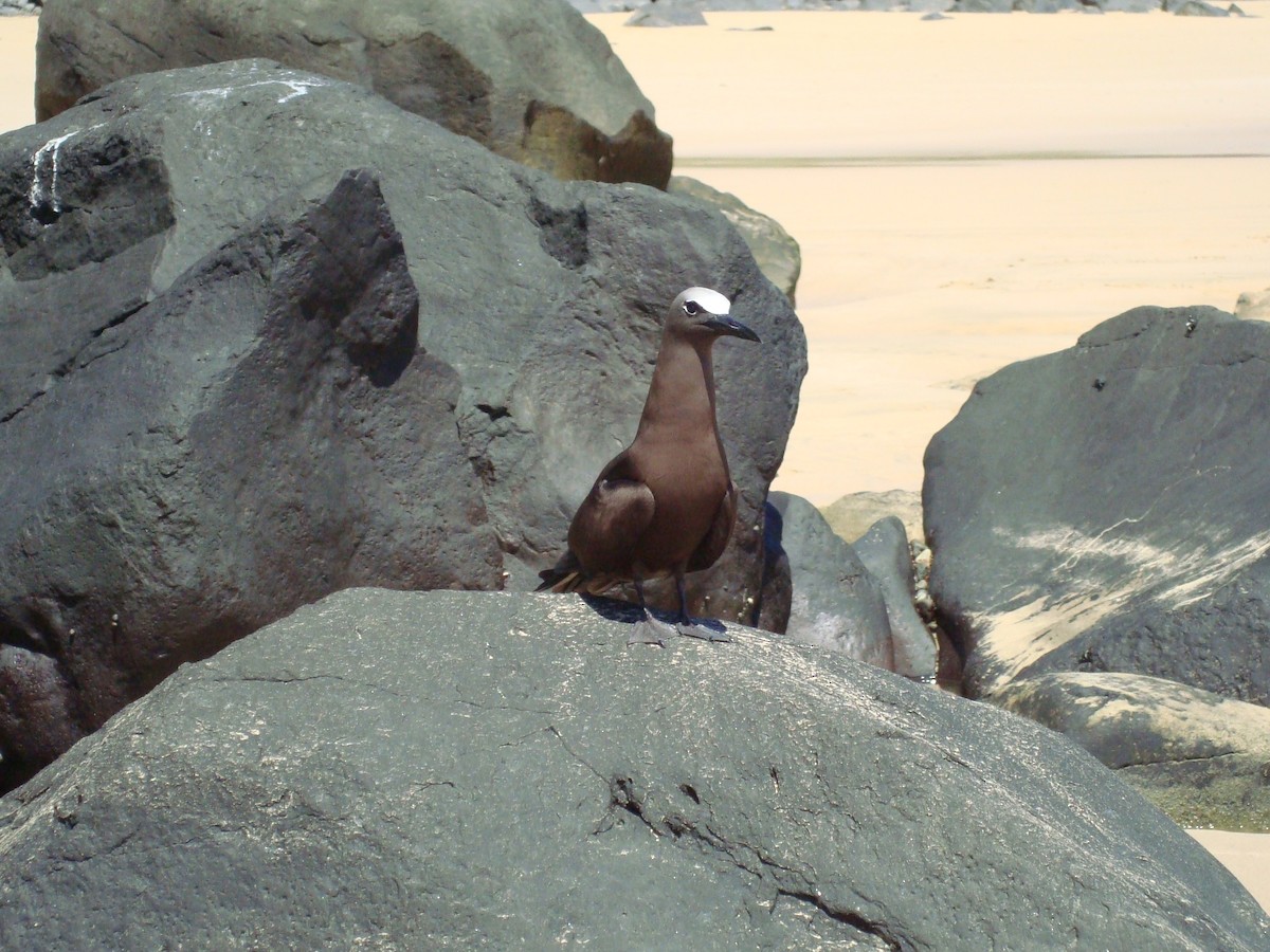 Brown Noddy - ML205784191