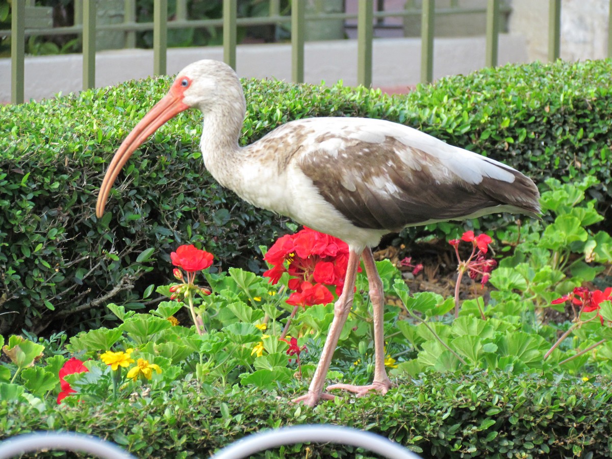 White Ibis - ML205784211