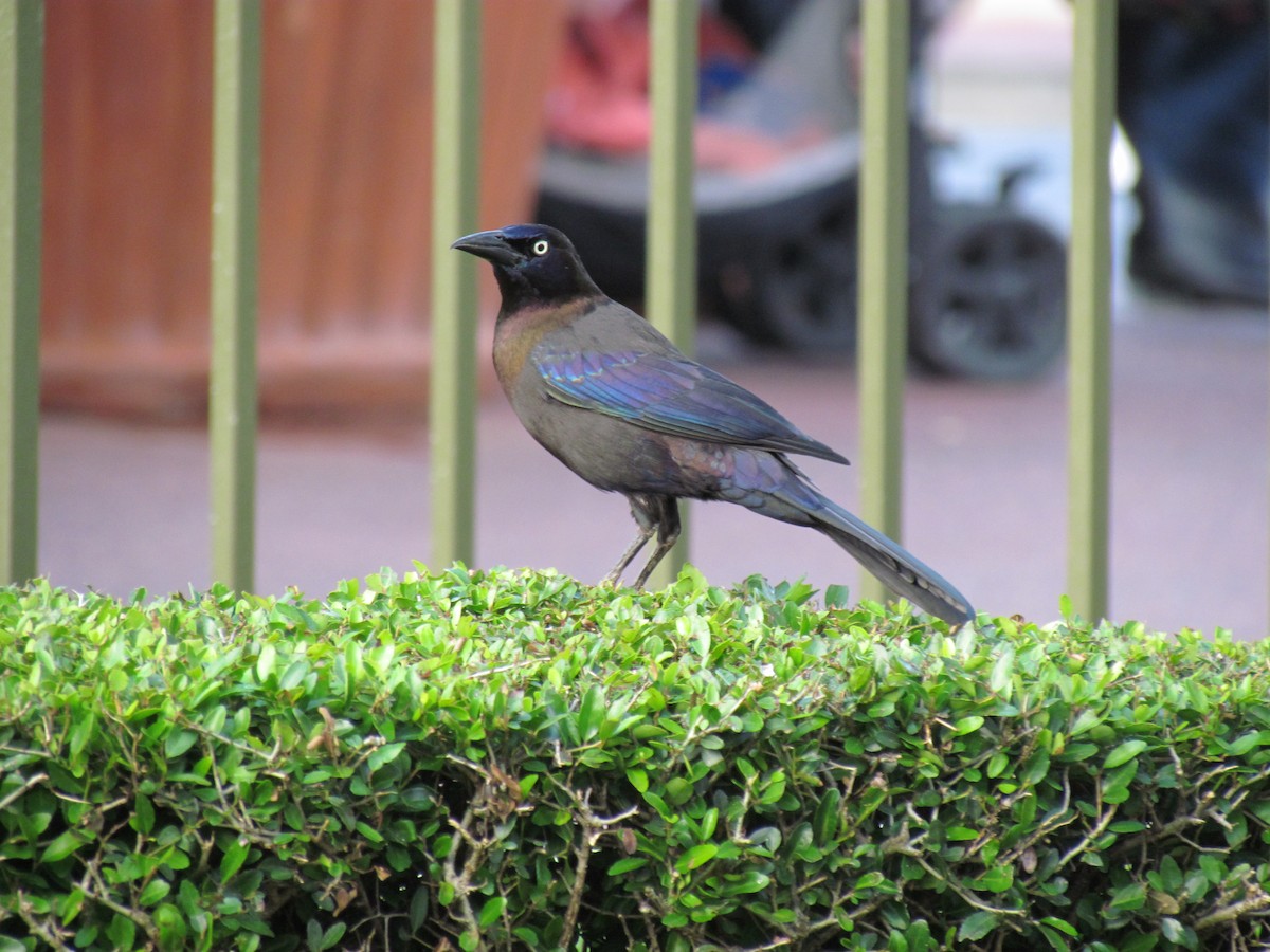 Common Grackle - ML205784221