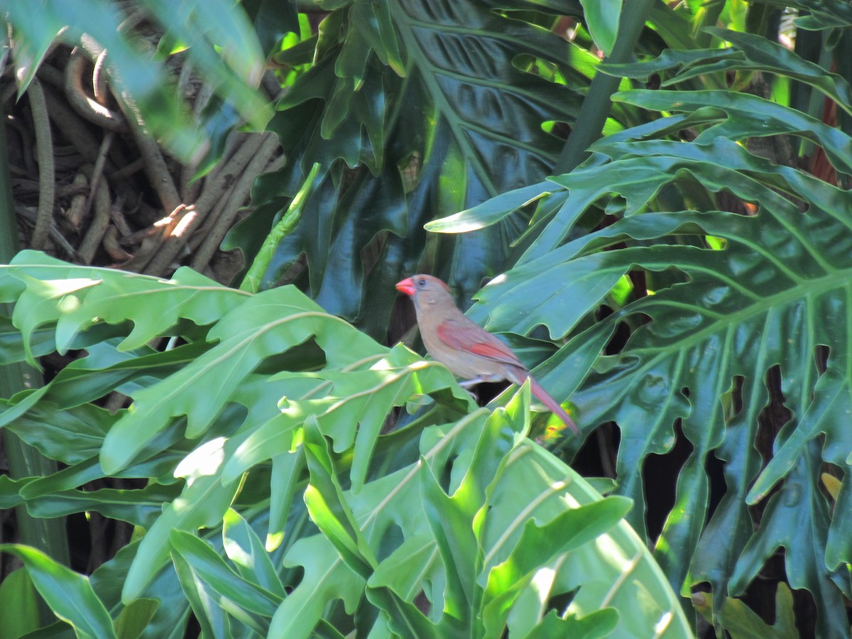 Northern Cardinal - ML205784231