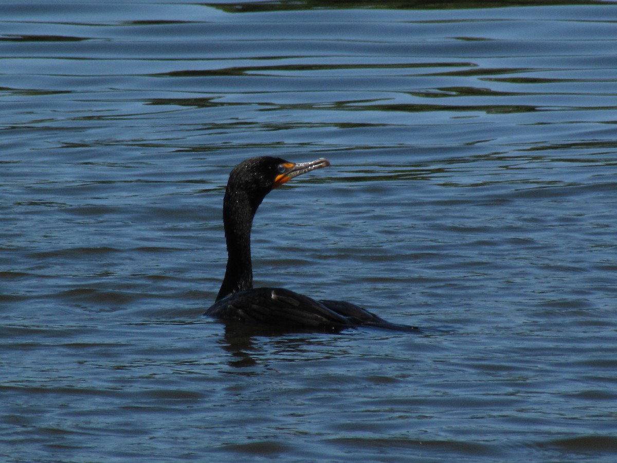 Double-crested Cormorant - ML205784241