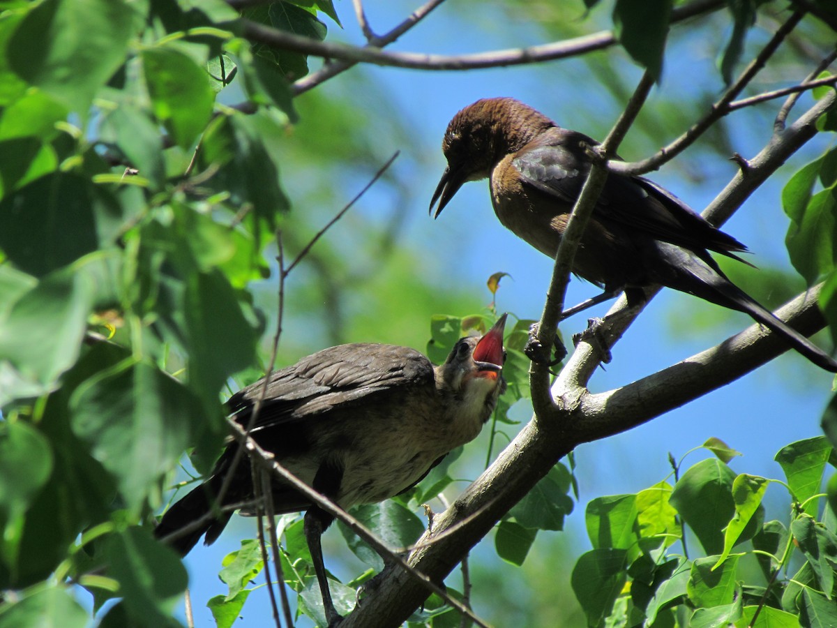 Boat-tailed Grackle - ML205784251