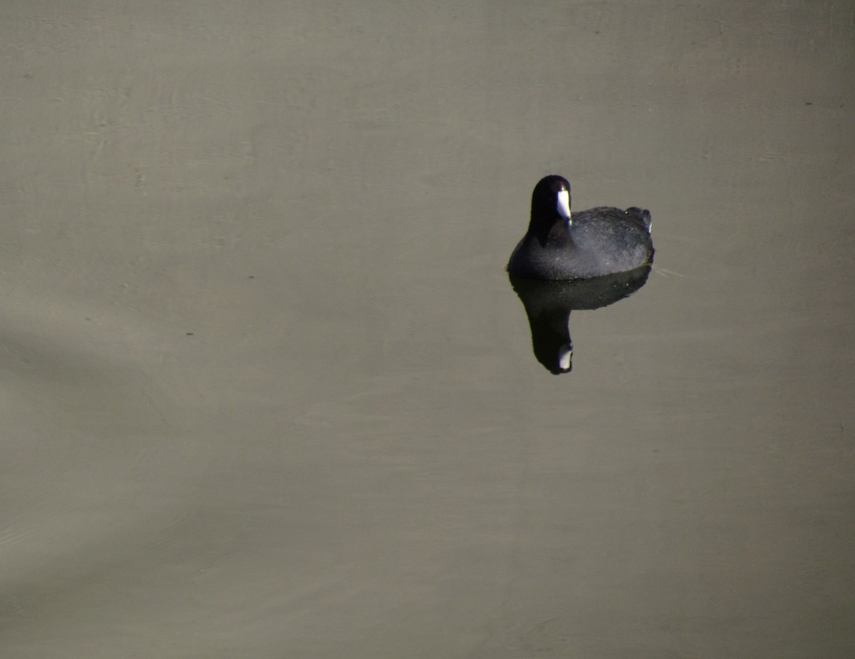 American Coot - ML205784261