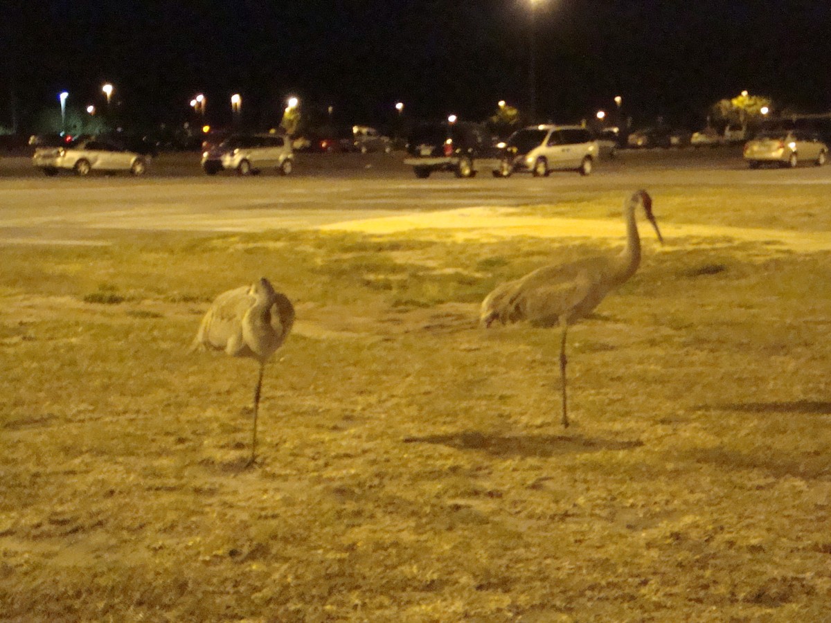 Sandhill Crane - ML205784271
