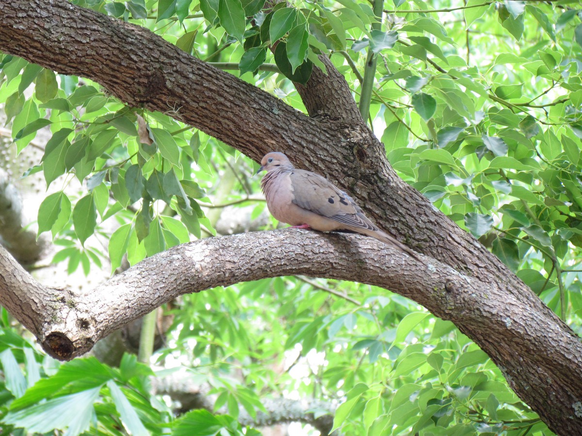 Mourning Dove - ML205784281