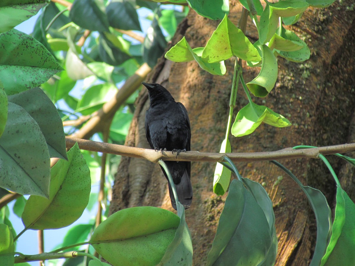 American Crow - ML205784291