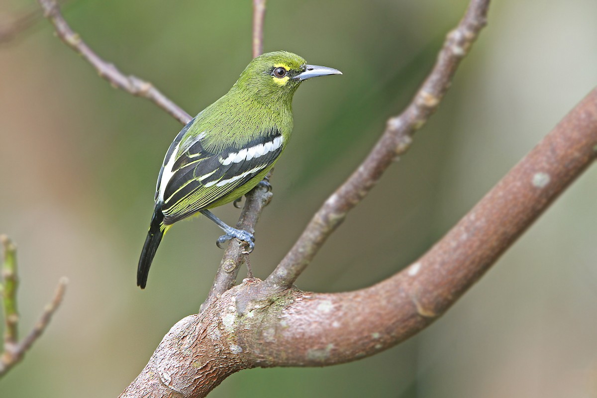 Green Iora - James Eaton