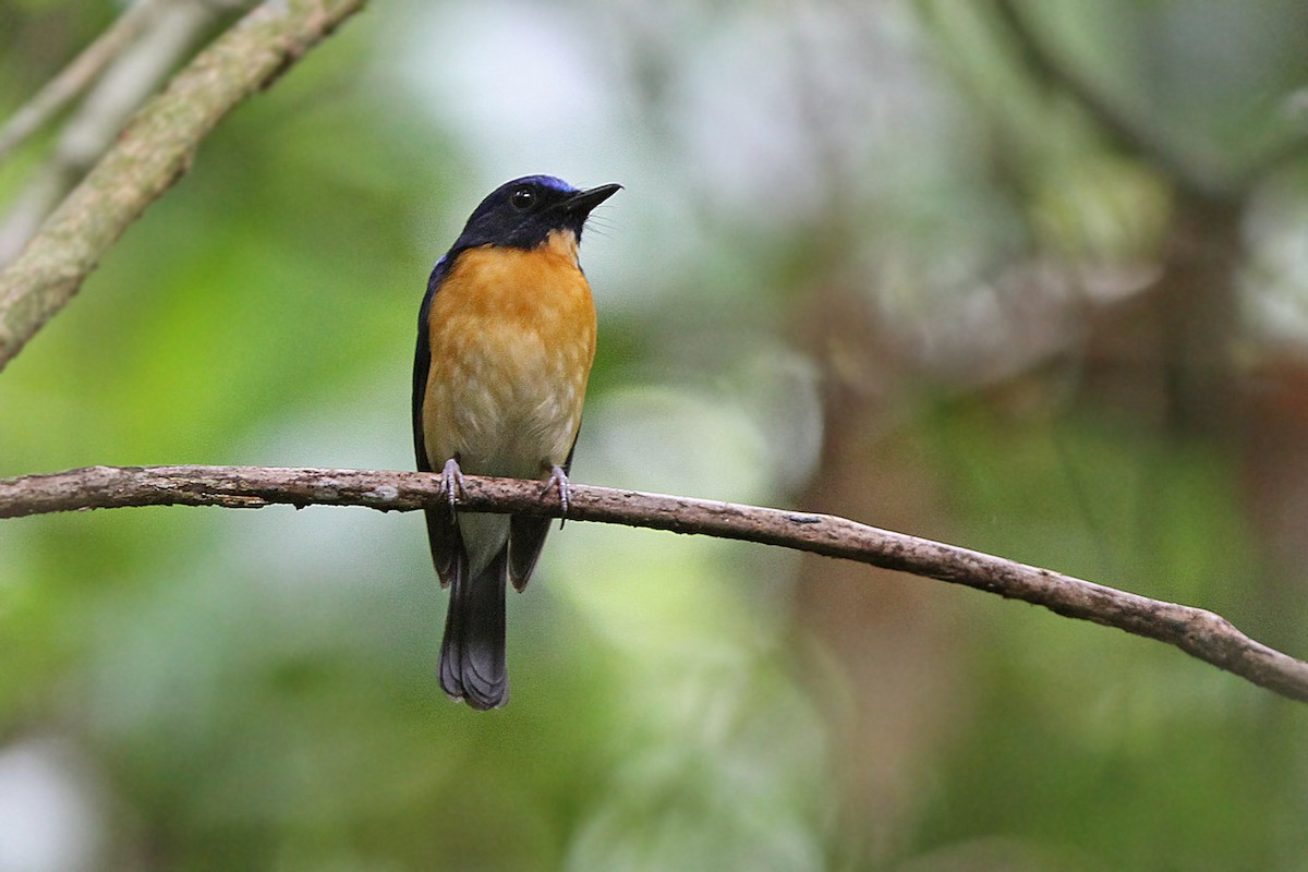 Sunda Blue Flycatcher - James Eaton
