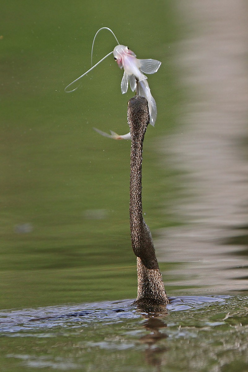 Oriental Darter - ML205784631