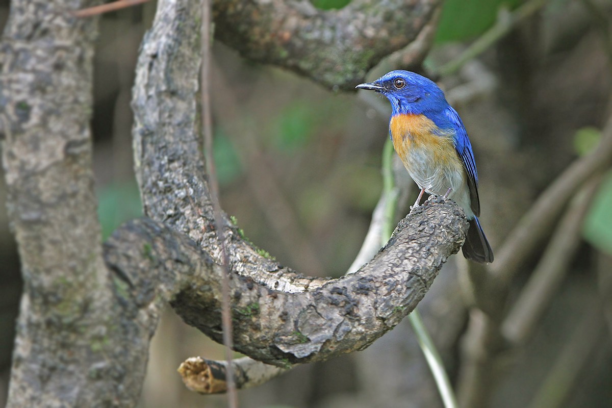 Malaysian Blue Flycatcher - ML205784641