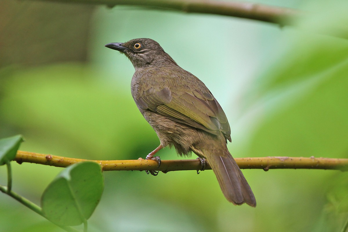 Olive-winged Bulbul - ML205784741