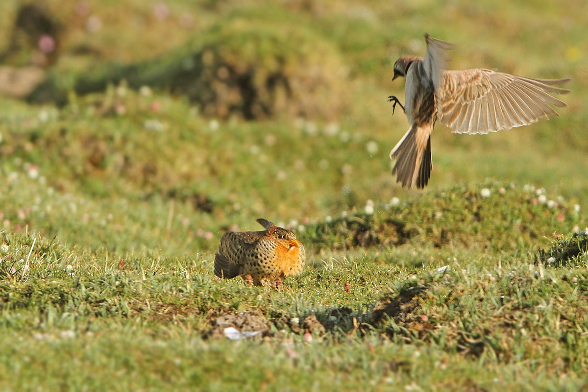 Yellow-legged Buttonquail - ML205784841