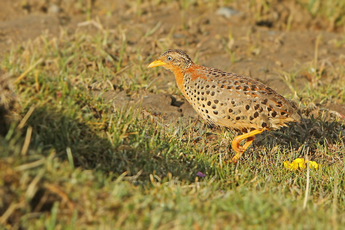 Yellow-legged Buttonquail - James Eaton