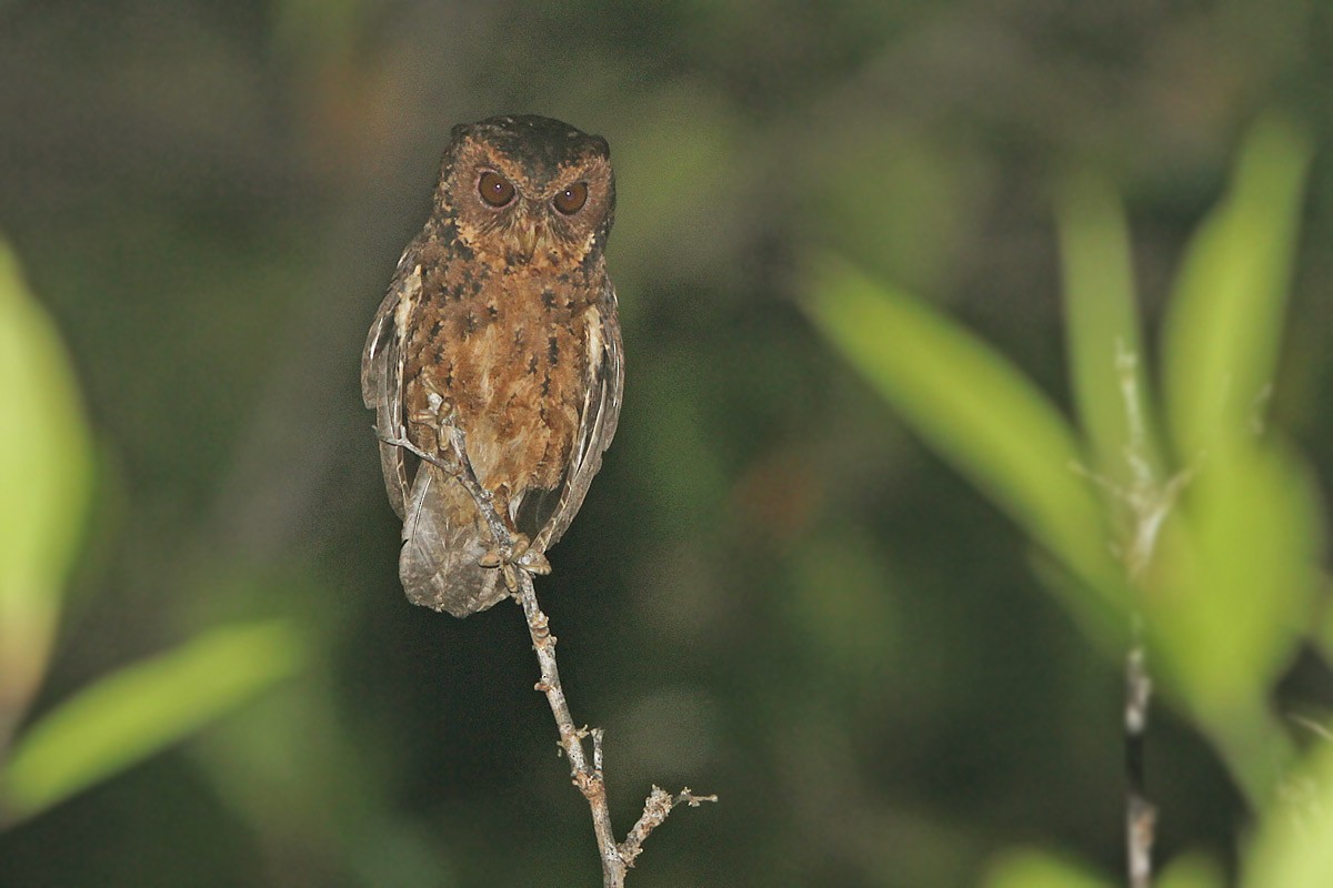 Mentawai Scops-Owl - ML205784861