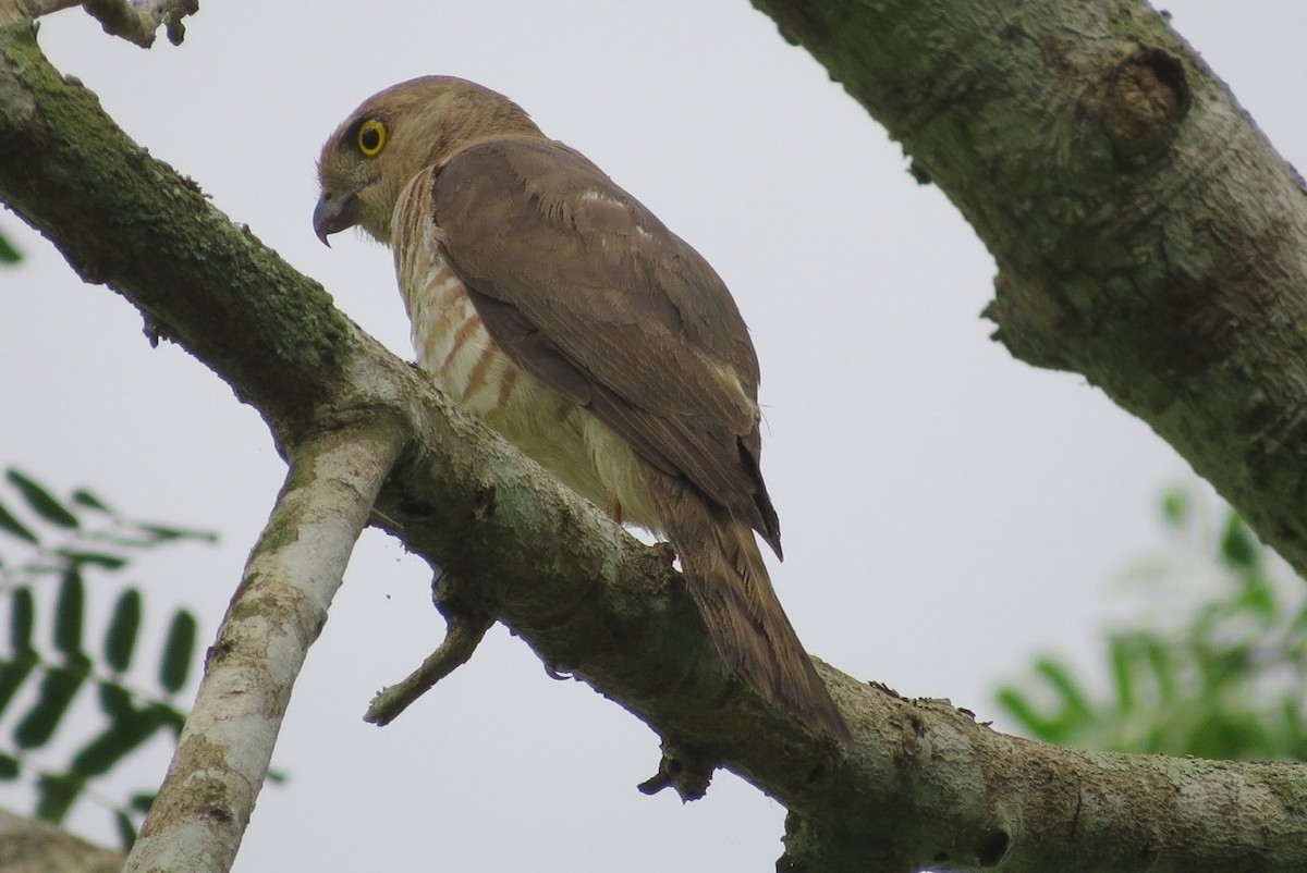 Frances's Sparrowhawk - Phil Gregory | Sicklebill Safaris | www.birder.travel