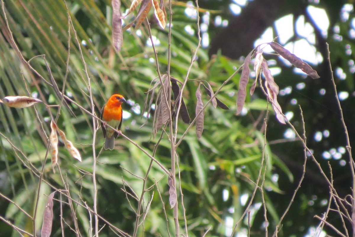 Red-headed Fody (Southern Comoros) - ML205784991