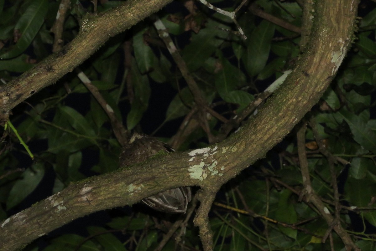 Anjouan Scops-Owl - ML205785121