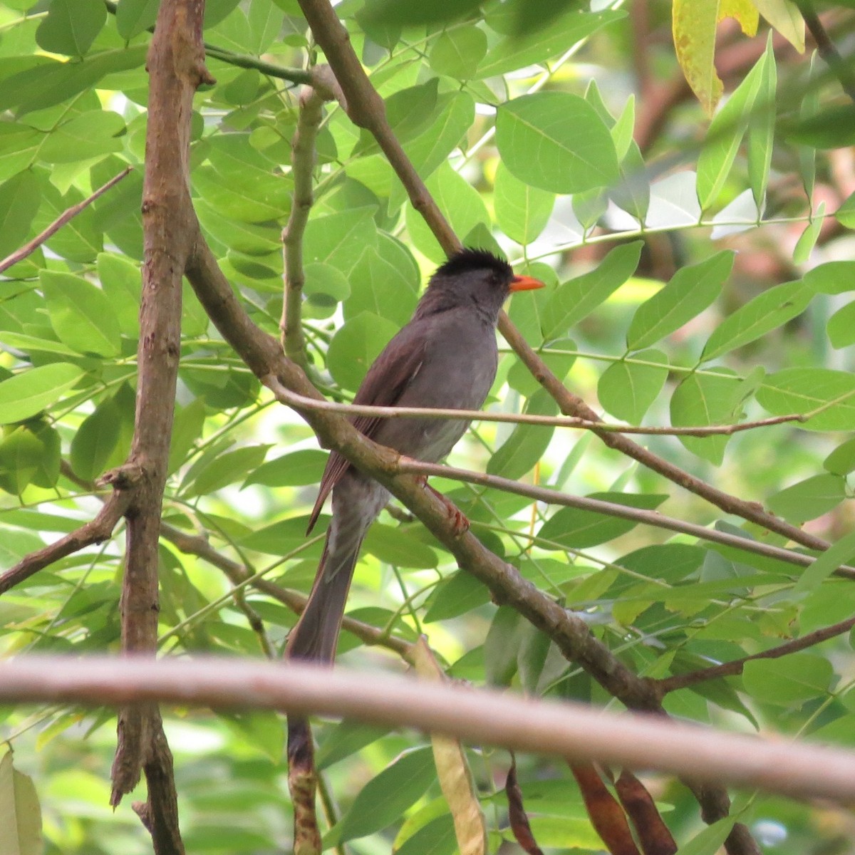 Bulbul de la Mohéli - ML205785141