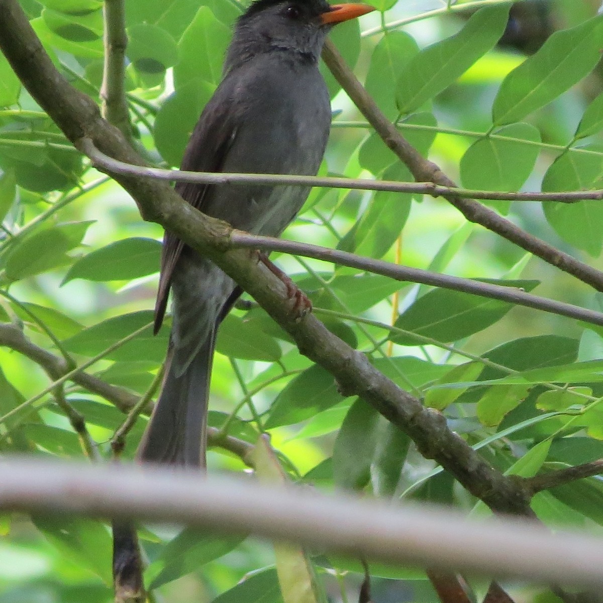 Bulbul de la Mohéli - ML205785151