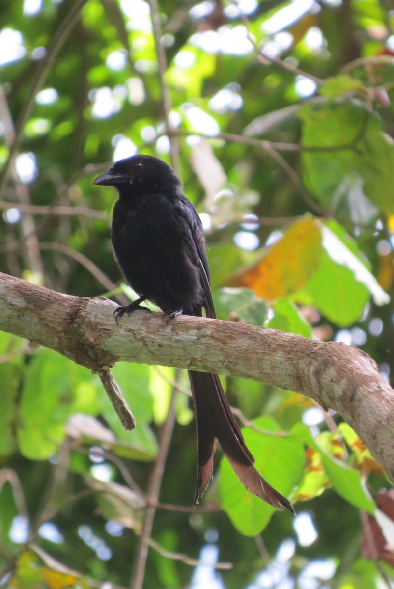 Mayotte Drongo - Phil Gregory | Sicklebill Safaris | www.birder.travel