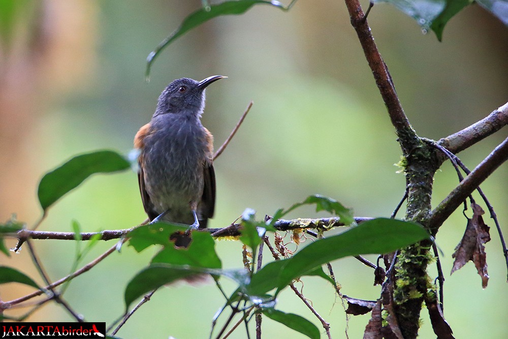 Rufous-sided Honeyeater - ML205785541