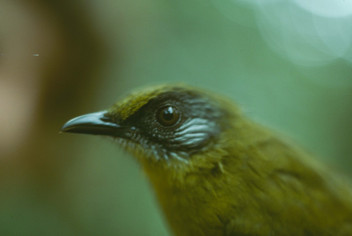 Olive-headed Greenbul (Stripe-faced) - ML205786161
