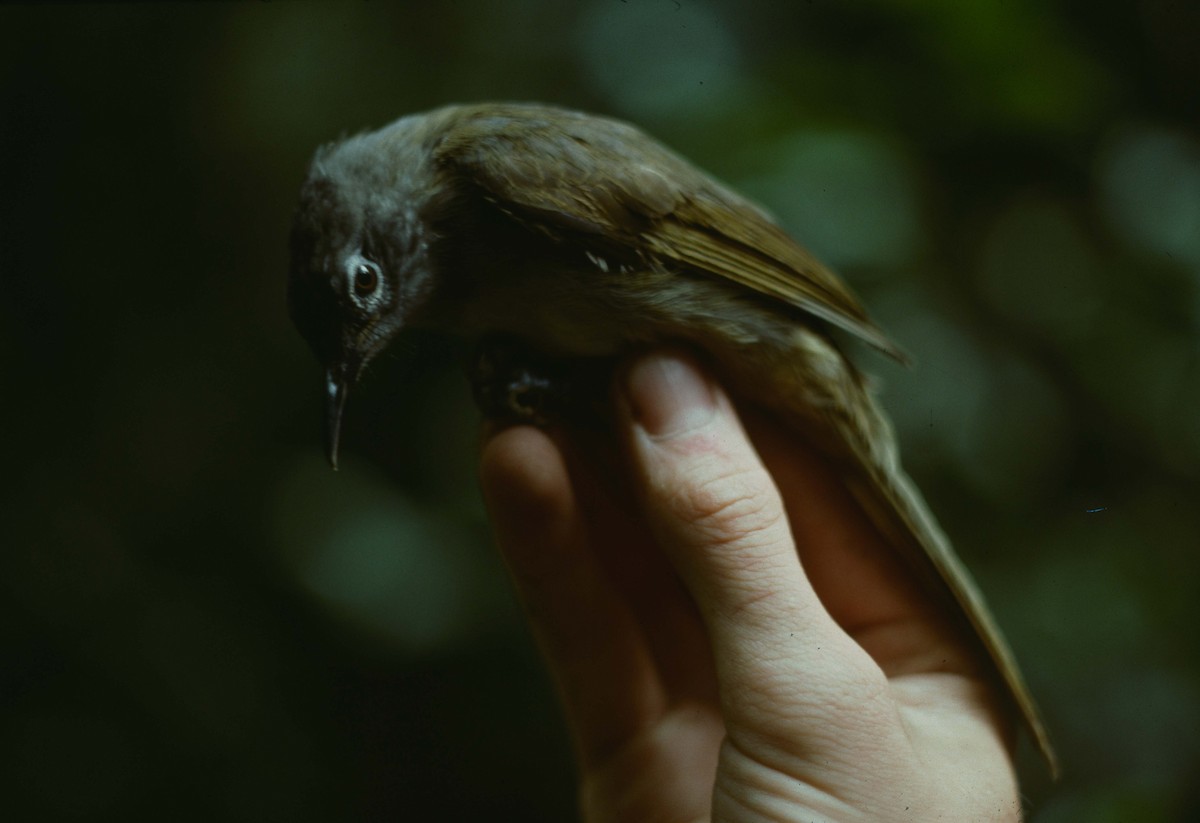 Yellow-streaked Greenbul (Yellow-streaked) - ML205786171