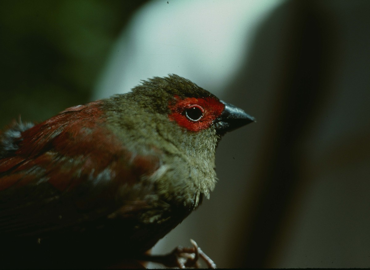 Red-faced Crimsonwing - ML205786181