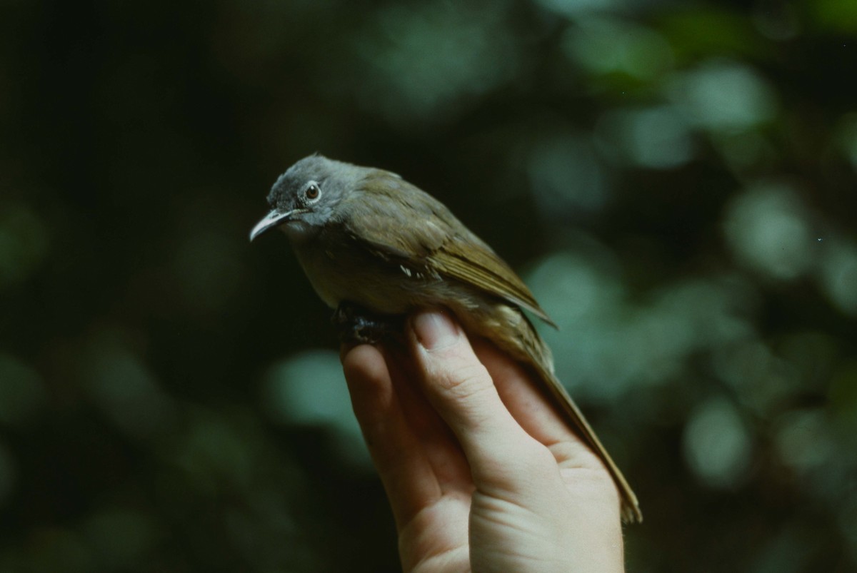 Yellow-streaked Greenbul (Yellow-streaked) - ML205786191