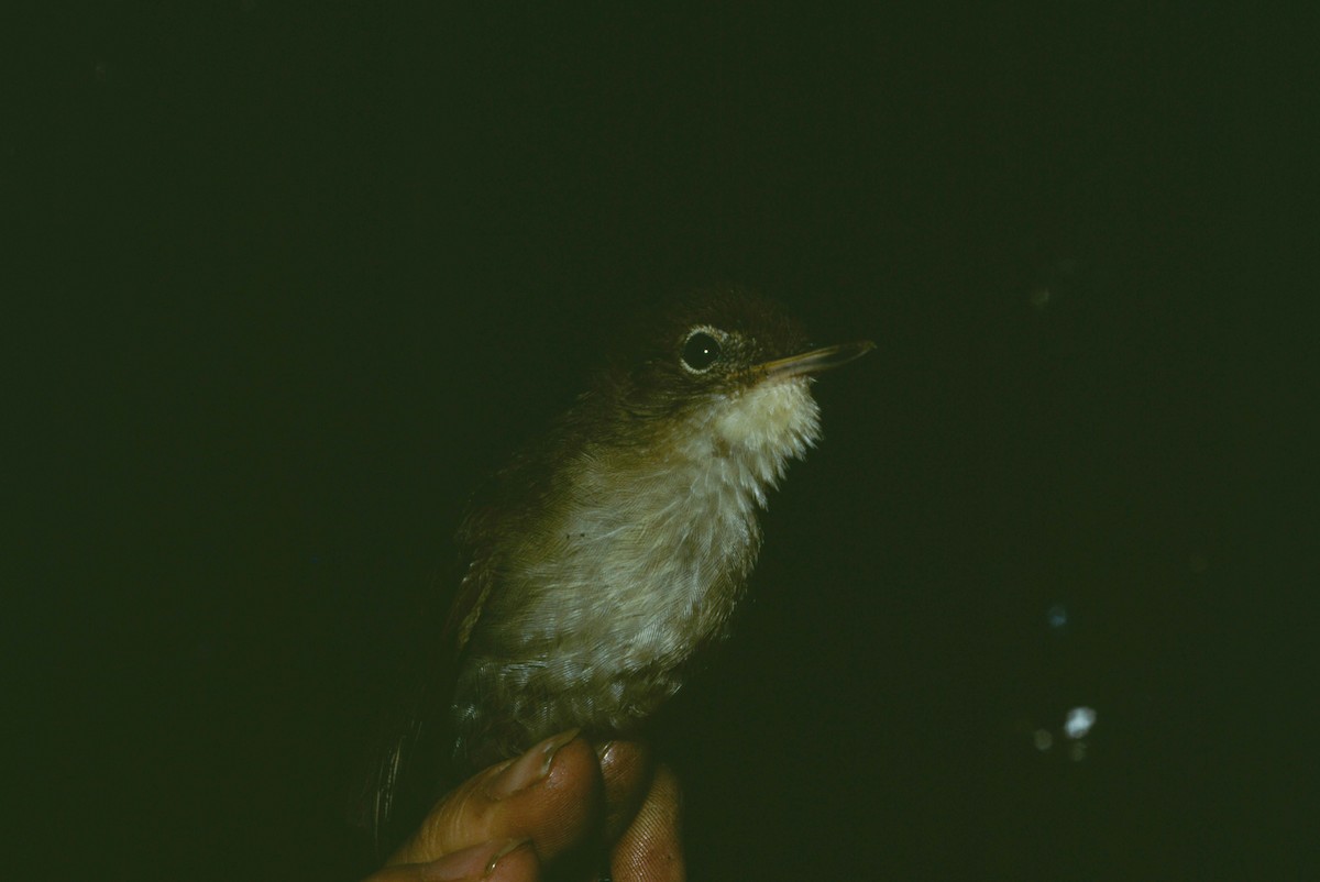 Cabanis's Greenbul (Placid) - ML205786211