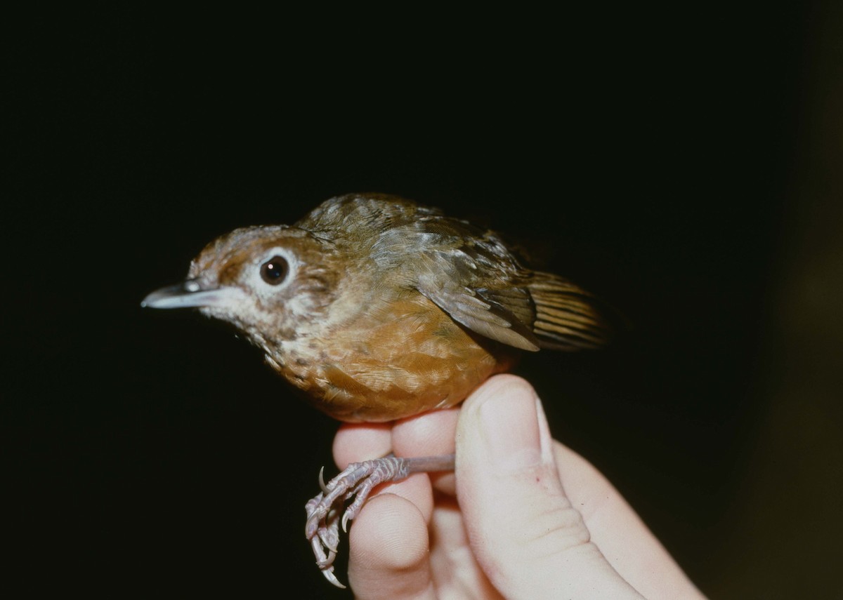 Spot-throat - ML205786221