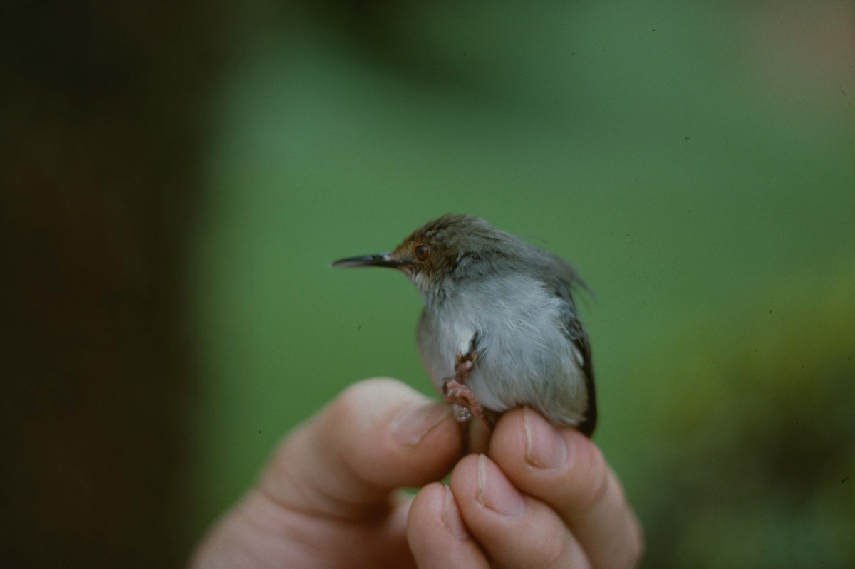 Long-billed Tailorbird (Long-billed) - ML205786241