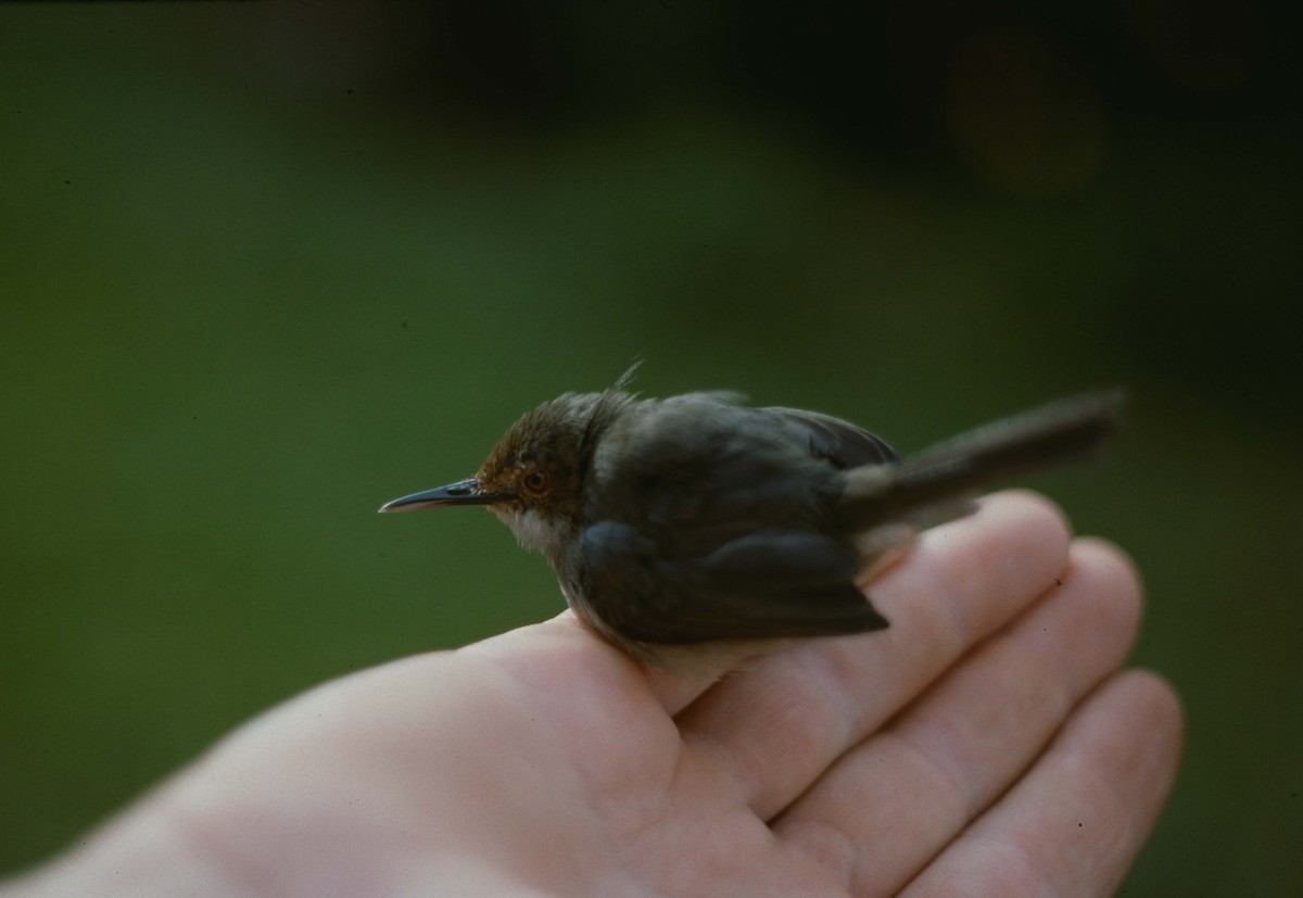 Long-billed Tailorbird (Long-billed) - ML205786251