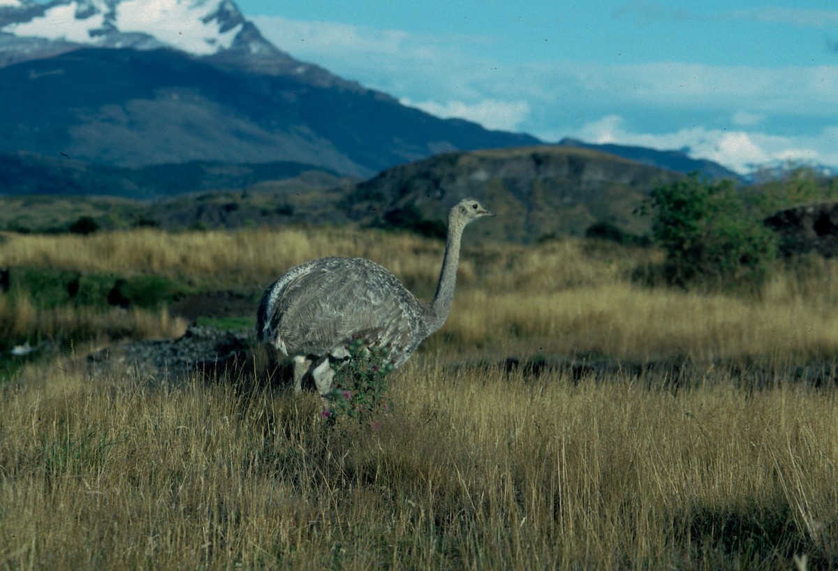 Lesser Rhea (Darwin's) - ML205786261