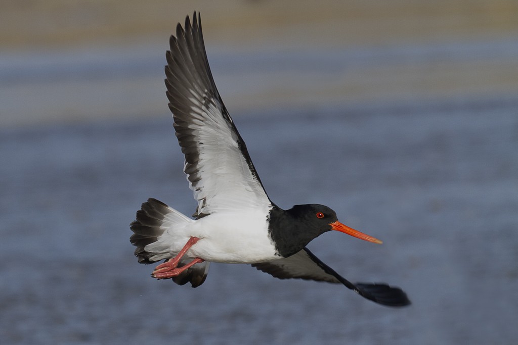 South Island Oystercatcher - ML205786271