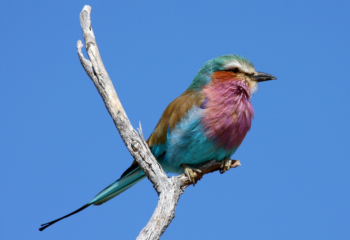 Lilac-breasted Roller (Lilac-breasted) - Glenda Rees