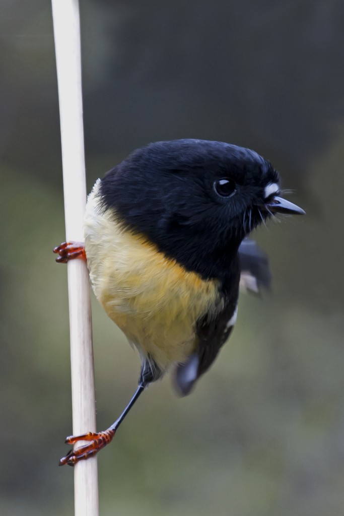 Tomtit Bülbülü [macrocephala grubu] - ML205786511