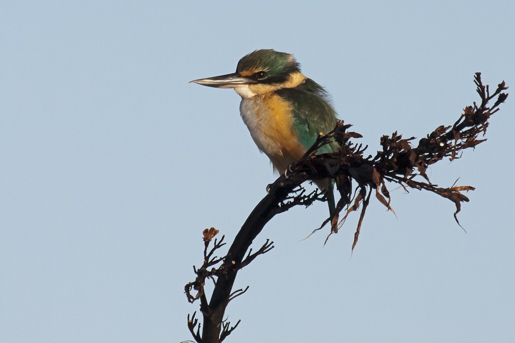 Sacred Kingfisher (New Zealand) - ML205786641