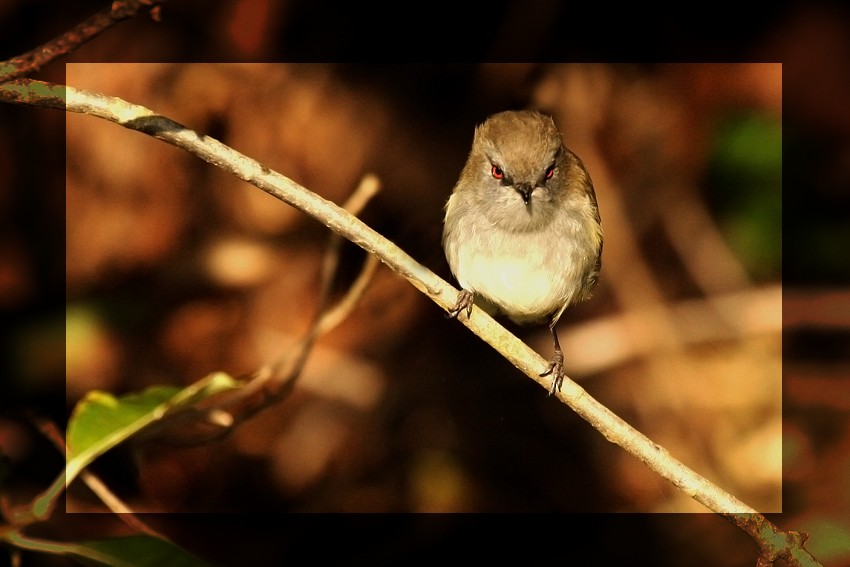 Gray Gerygone - ML205786661