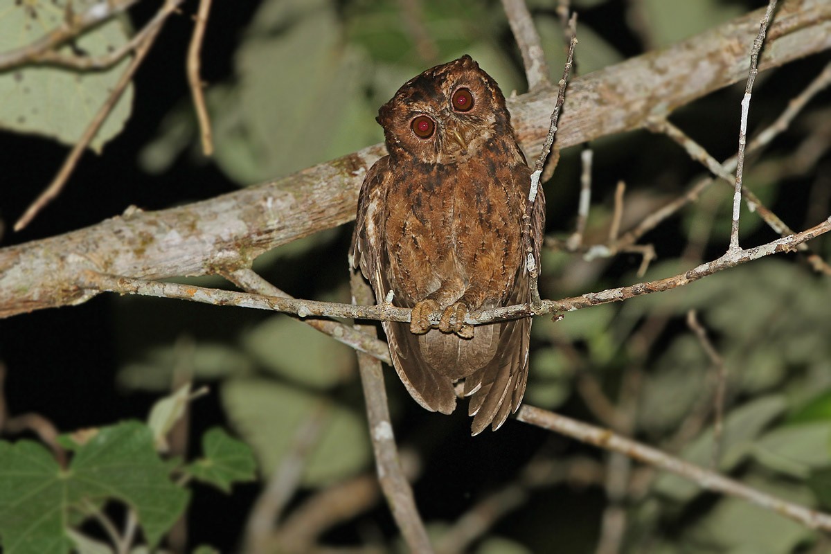 Mentawai Scops-Owl - James Eaton
