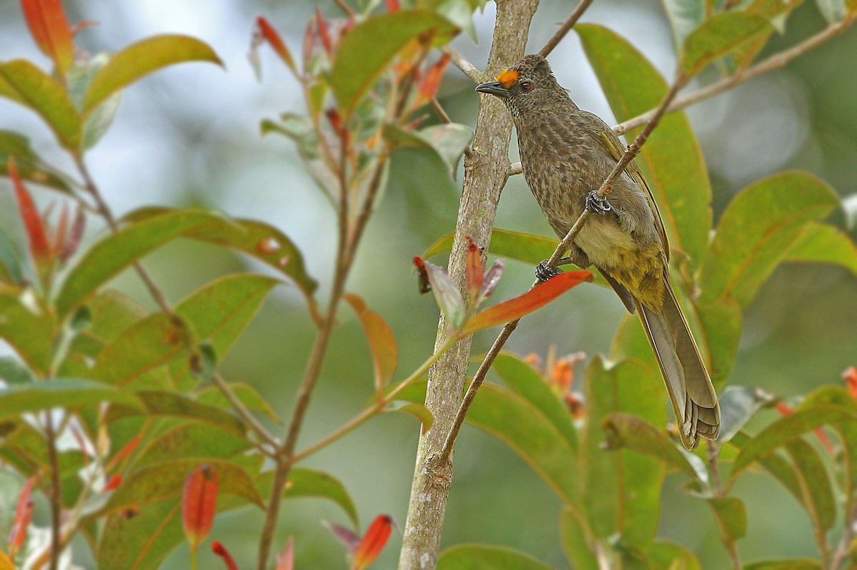 Aceh Bulbul - James Eaton