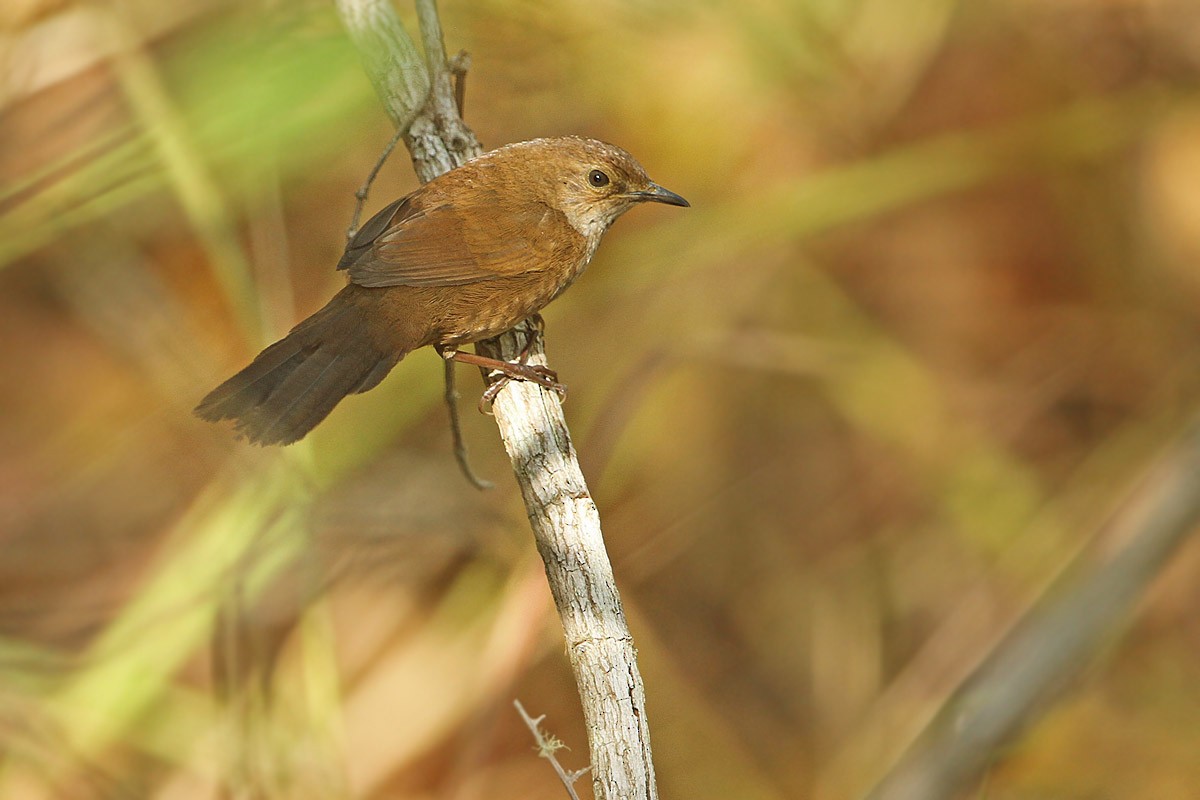 Javan Bush Warbler (Timor) - James Eaton