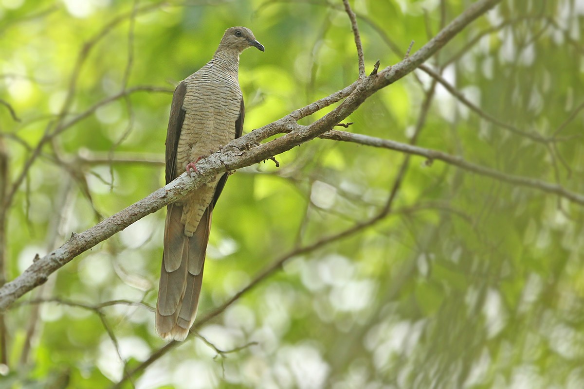 Flores Sea Cuckoo-Dove - ML205786831