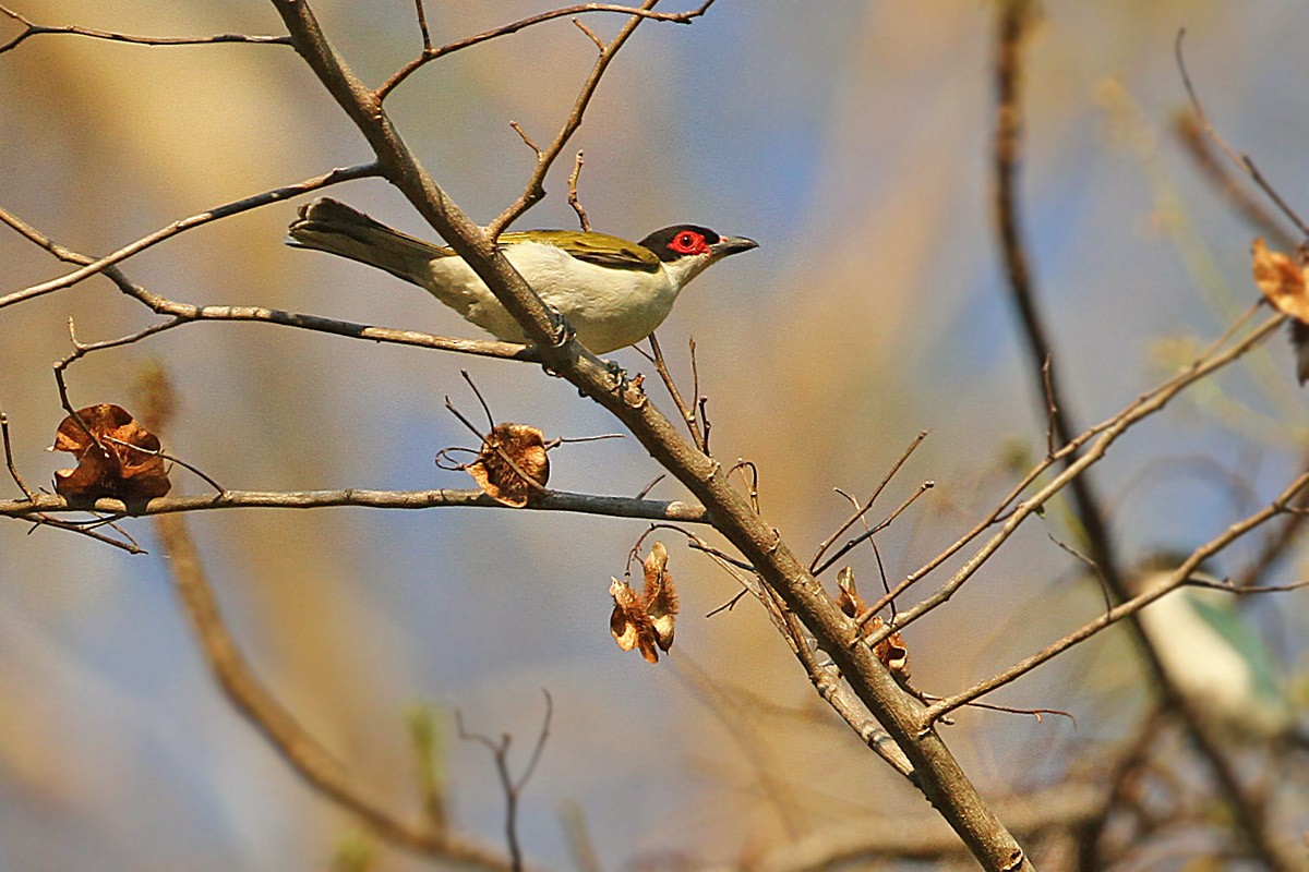 Wetar Figbird - James Eaton