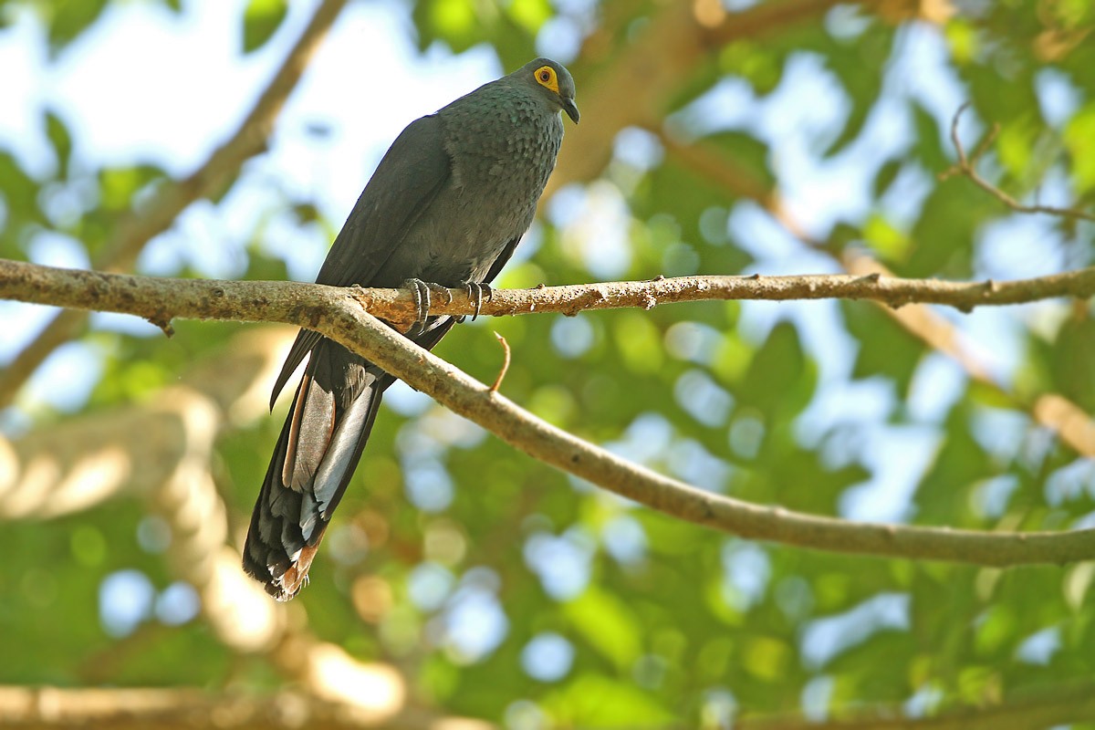 Slaty Cuckoo-Dove - James Eaton